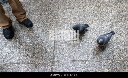 A candid urban street scene showing two pigeons on the right side of the frame and a man’s tan pants with black shoes on the left, standing on a wet m Stock Photo