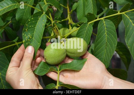 Walnut Leaf Disease and Fungal Infection on Green Walnut Tree Stock Photo