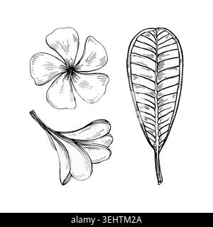 Tropical botanical elements. Hand drawn plumeria flowers and a tropical leaf. Ideal for tattoos, logos, packaging, fabric, stationery or coloring Stock Vector