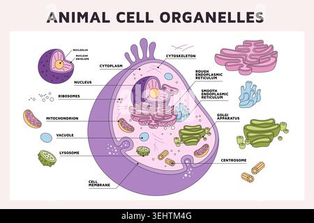 Animal cell organelles. Hyalo plasma, cellular structures, microsystem in section, medical or biological diagram, educational infographics banner and Stock Vector