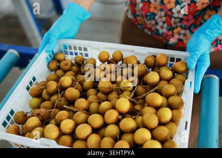Careful worker holding fresh longan fruit in plastic basket with blue glove on hand during farm harvest showing focused dedication to agriculture and Stock Photo