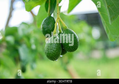 Fresh green avocado hanging on tree branch with water drop in organic farm conveying peaceful natural feeling of healthy agricultural growth and vibra Stock Photo