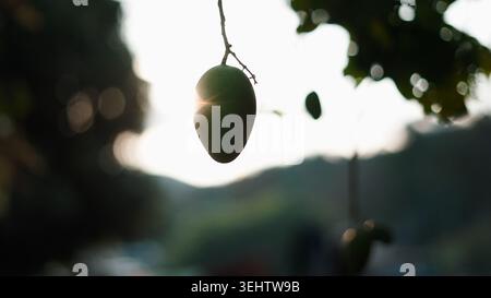Green mango fruit hanging on tree branch with bright sunburst at sunset Stock Photo