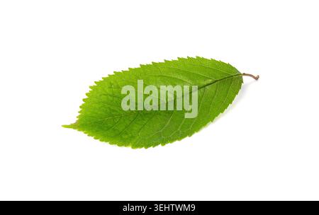 Cherry Leaf Isolated, Green Fruit Leaves, Cherry Tree Leaf on White Background Stock Photo