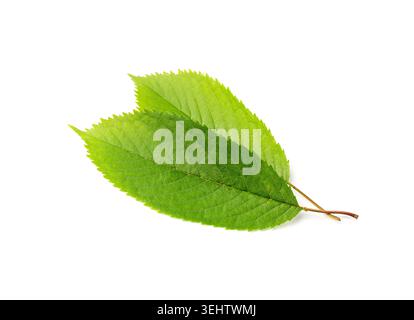 Cherry Leaf Isolated, Green Fruit Leaves, Cherry Tree Leaf on White Background Stock Photo