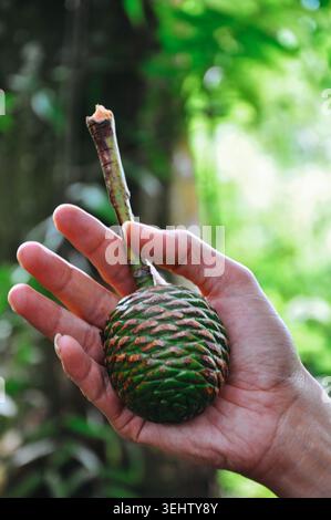 A hand holds a unique green fruit resembling a hand grenade, featuring a stem and rough, scaly texture. Stock Photo