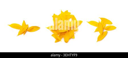 Yellow Petals Isolated, Sunflower Petal Pile Group, Orange Blossom Design, Yellow Petals on White Background Stock Photo