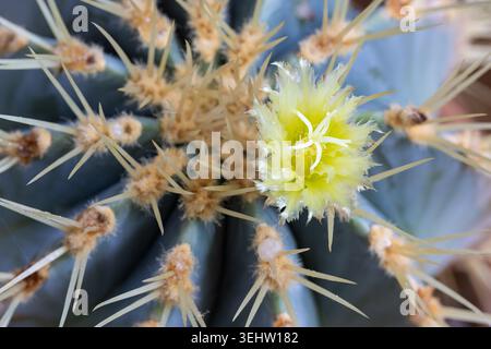 Close up of a Barrel Cactus / Cacti flowering with a yellow flower and growing as a indoor plant. UK Stock Photo