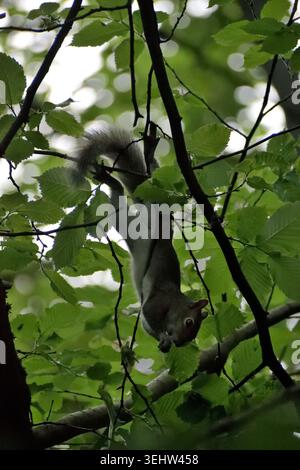 Squirrel hanging upside down in tree with green leaves in Spring in Scotland, UK Stock Photo
