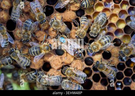 queen honey bee clearly visible on hive frames inside a working beehive, surrounded by worker bees and drones during hive inspection and colony activi Stock Photo
