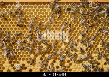 honey bees on hive frames inside a working beehive, showing worker bees, drones, brood comb, and active colony behaviour in natural beekeeping conditi Stock Photo