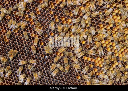 honey bees on hive frames inside a working beehive, showing worker bees, drones, brood comb, and active colony behaviour in natural beekeeping conditi Stock Photo