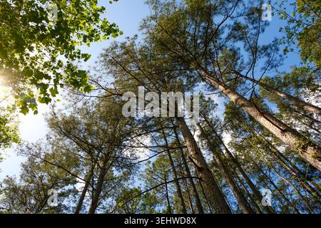 Looking up through tall pine trees Stock Photo