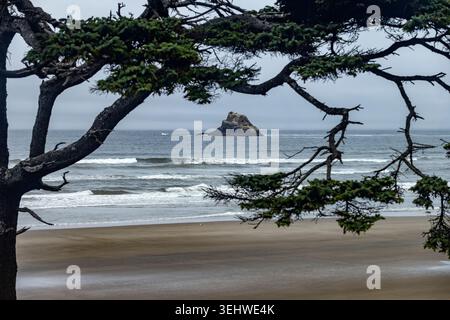 Offshore rocks seen through trees on beach Stock Photo