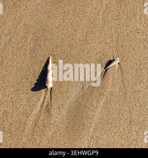 Overhead view of small sea shells on sand Stock Photo