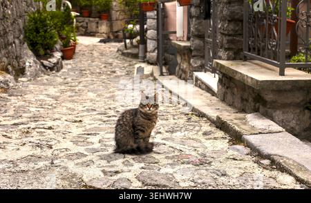 Cute domestic tabby cat sitting peacefully on an old cobblestone street in a charming medieval European village. Stock Photo