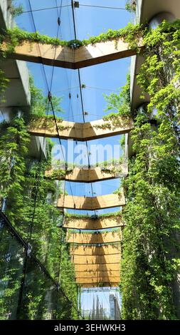 Vertical view of wooden beams and green vines on glass facade in Warsaw, Poland Stock Photo