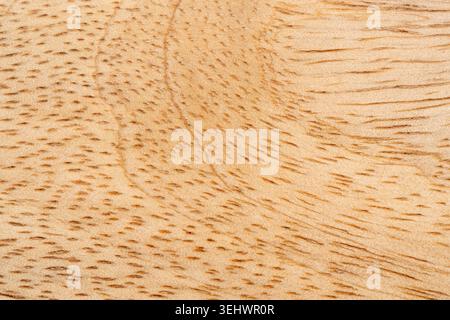 Mango wood texture bg top view. Kitchen wooden tray background, organic Mangifera indica veneer pattern, mango timber board surface close up Stock Photo