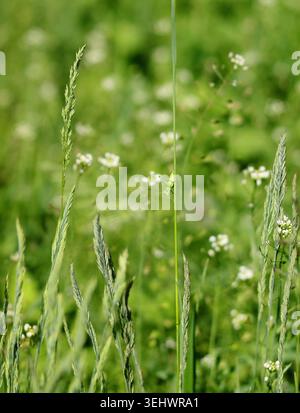 Small green grasshopper sitting on blade of grass with summer meadow background Stock Photo