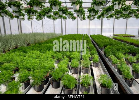 Modern greenhouse with rows of green potted plants and hanging flower baskets in commercial garden nursery during spring season Stock Photo