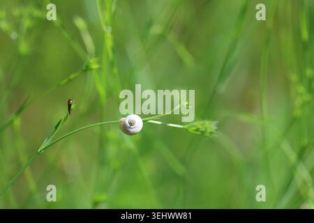 Macro Top View of a Small Snail Shell Resting on a Blade of Grass Stock Photo