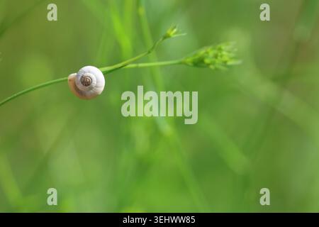Macro Top View of a Small Snail Shell Resting on a Blade of Grass Stock Photo