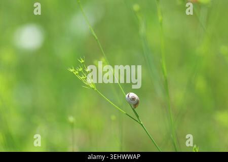 Macro Top View of a Small Snail Shell Resting on a Blade of Grass Stock Photo