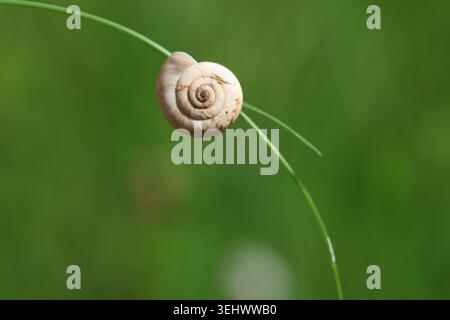 Macro Top View of a Small Snail Shell Resting on a Blade of Grass Stock Photo