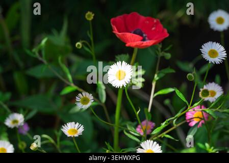 White and pink flowers with yellow centers bloom alongside a large red flower. Green leaves and buds are visible in the natural light. Stock Photo