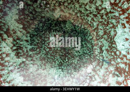 Abstract close-up of a glazed ceramic bowl featuring a cracked texture with speckled shades of green, emerald, and brown. Stock Photo