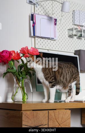 Curious tabby cat sniffing pink peonies on home office desk, cozy pet lifestyle scene with flowers, computer and warm modern interior. Stock Photo