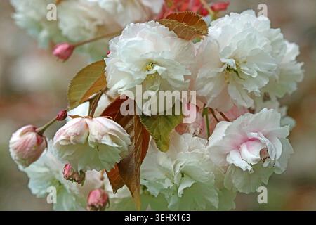 Full frame large fluffy double-flowered white Prunus Shirofugen spring blossom, sakura, (aka Prunus Fugenzo, White-god Cherry, Alborosea) & foliage Stock Photo