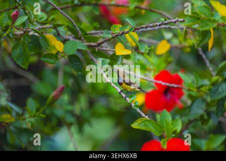 This stunning image features a sunbird with golden feathers perched on hibiscus leaves, framed by the brilliant red petals of the flower, symbolizing Stock Photo
