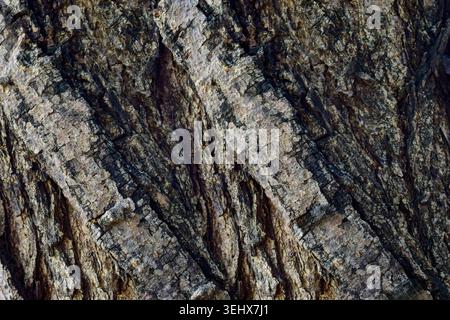 African Acacia tree bark texture Stock Photo