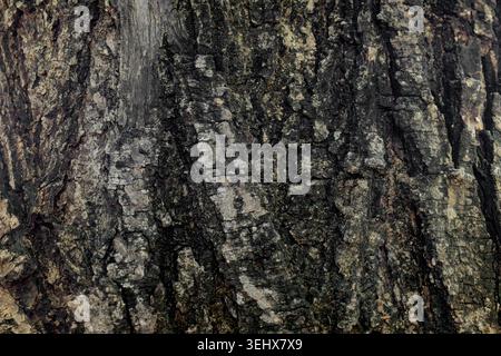 African Acacia tree bark texture Stock Photo
