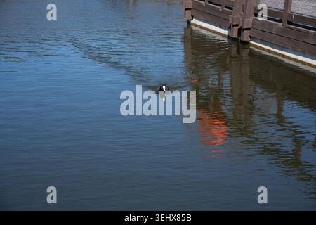 solitary coot gliding toward the camera across calm blue canal water beside a wooden dock, leaving v-shaped ripples and bright orange reflection on th Stock Photo