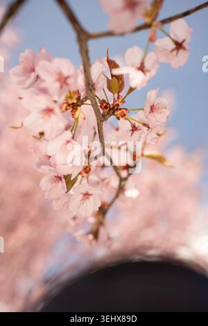 close-up of delicate pale-pink cherry blossoms clustered on slender brown branches against a clear blue spring sky, bokeh background, visible stamens Stock Photo