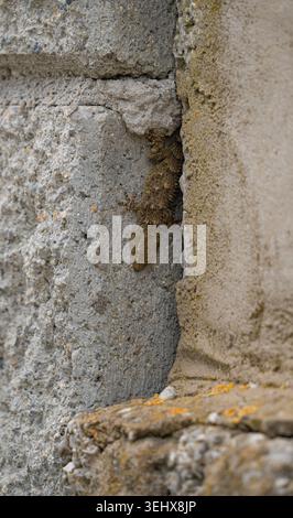 Mediterranean gecko blending into rustic textured wall background Stock Photo