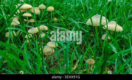 The Hidden World of Tiny Mushrooms in Vibrant Green Grass Stock Photo
