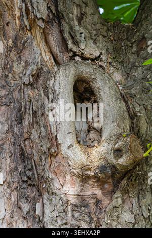 Close-up of weathered tree bark with natural hollow cavity and rugged organic textures in an outdoor woodland environment with rich natural detail. Stock Photo
