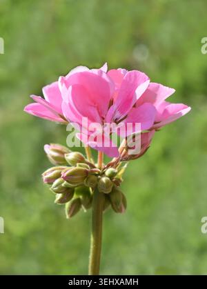Pink Geranium Blossom in Soft Sunlight Stock Photo