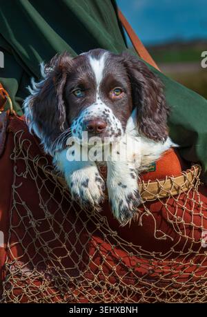 A three-month-old liver and white English Springer Spaniel gundog puppy sitting in a game bag during a countryside walk Stock Photo