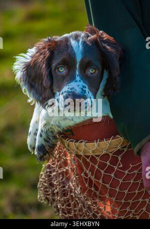 A three-month-old liver and white English Springer Spaniel gundog puppy sitting in a game bag during a countryside walk Stock Photo