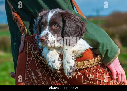 A three-month-old liver and white English Springer Spaniel gundog puppy sitting in a game bag during a countryside walk Stock Photo