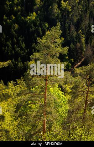 A close-up looking through the branches of an evergreen tree with dense foliage and soft sunlight. Stock Photo
