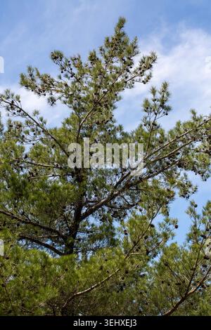 Green pine tree branches Pinus brutia with brown cones reaching towards the blue sky Stock Photo