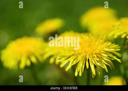 Yellow dandelions blooming in green summer meadow Stock Photo