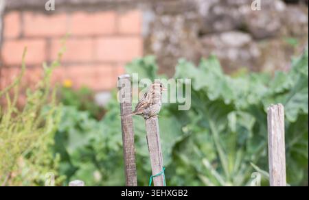Side view of a female house sparrow perched on a wooden stake in a vegetable garden with a blurred green background Stock Photo