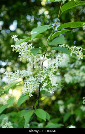 Blooming Bird Cherry Tree with White Flowers in Spring Garden. Stock Photo