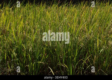Dew on the grass in the sunny morning with beautiful soft bokeh effect. sunrise on the green grass Stock Photo